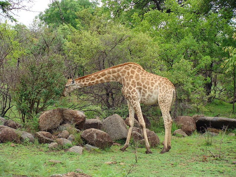 Giraffe eating, after the rain, giraffe, my poor back, everything is green now, HD wallpaper