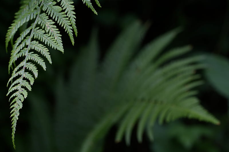 fern, leaf, green, plant, closeup, HD wallpaper