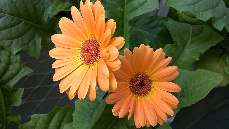 Gerber Daisy 2, flowers, nature, outdoors, macro, HD wallpaper