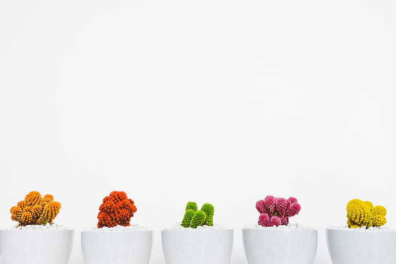 assorted-colored cactus, HD wallpaper