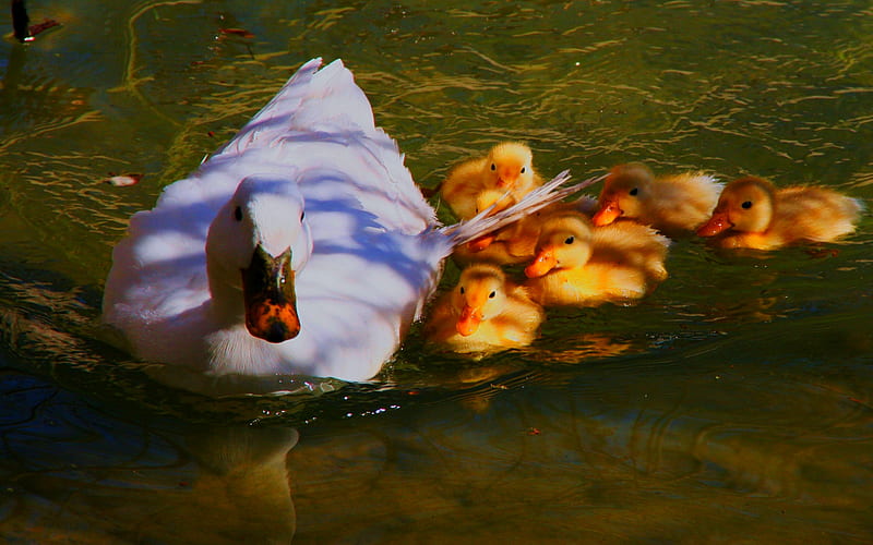DUCKLINGS DAY OUT, pond, ducklings, duck, swim, HD wallpaper