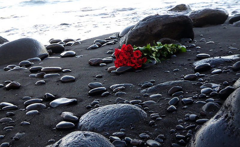 The End of Love, graphy, rose, love, black sand, HD wallpaper