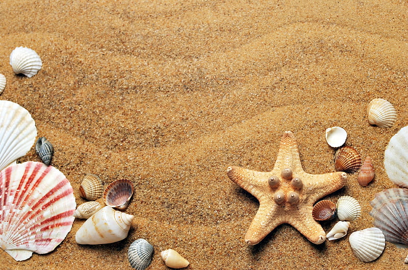 Seas Shells, Mollusks, Seastar, Sand, Shells, HD wallpaper