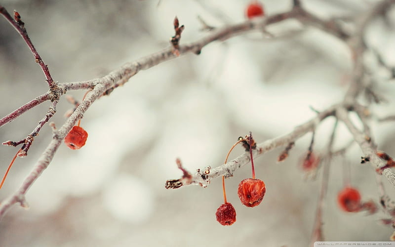 Last cherries, red, cherries, bonito, winter, nice, sprig, nature, white, cherry, HD wallpaper