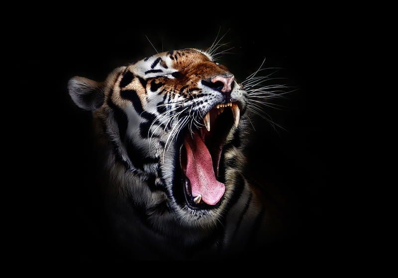 Tiger, animals, best, big cat, black, nice, predator, tigers, wild, HD wallpaper