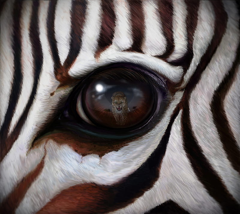zebra, eye, reflection, leopard, predator, HD wallpaper