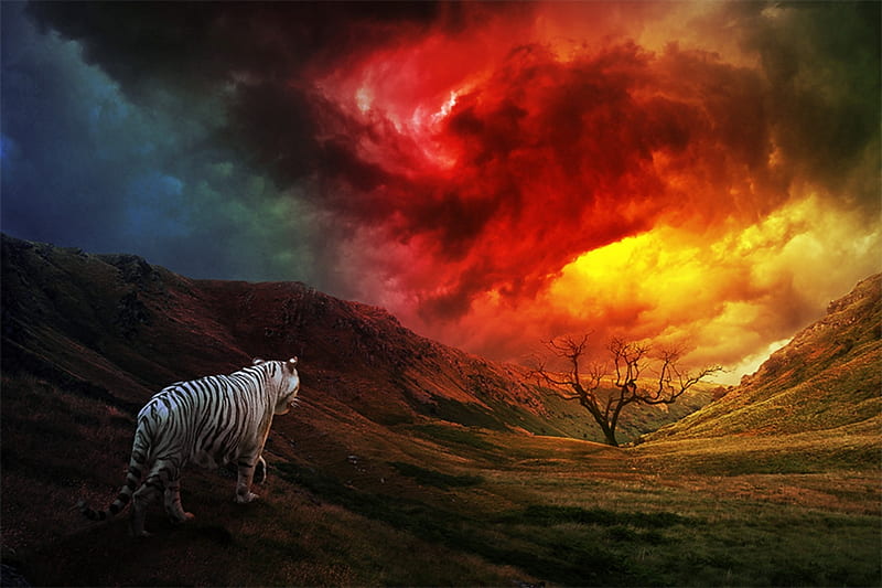 The White Tiger Of Autumn Sunset, Tiger, White, Autumn, Sunset, HD wallpaper
