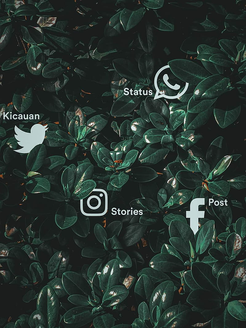 Social, facebook, instagram, media, plants, sosmed, whatsapp, HD phone wallpaper