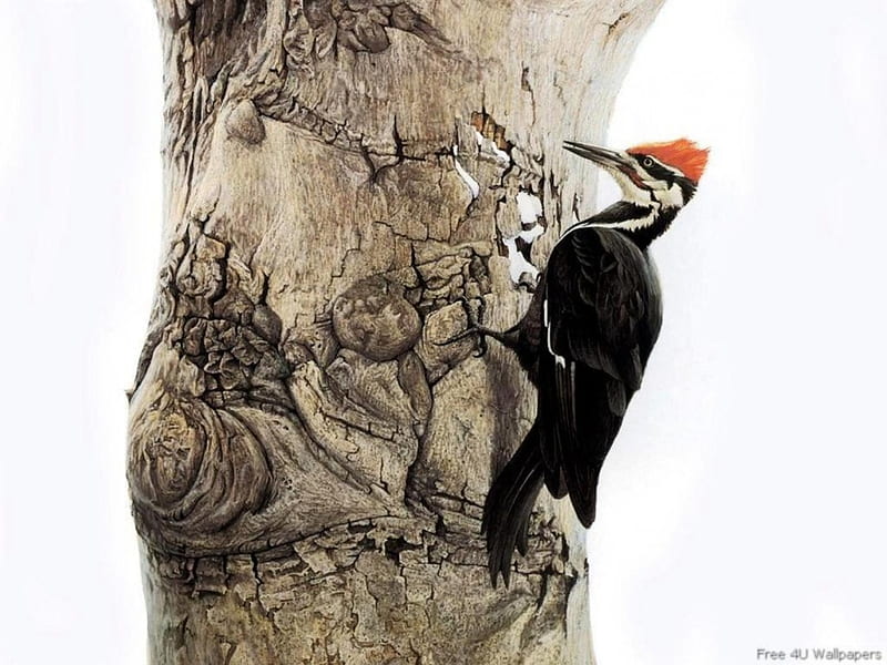 Woodpecker, art, painting, birds, nature, animals, HD wallpaper