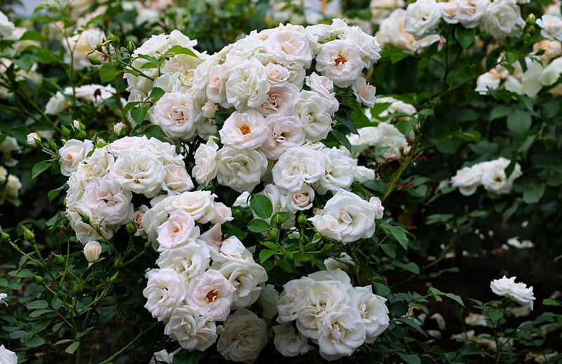 White floribundas, bush, garden, flowers, nature, roses, cluster, pretty, floribunda, spring, graphy, summer, HD wallpaper
