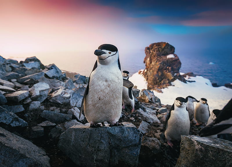 Chinstrap Penguin, penguins, birds, animals, HD wallpaper