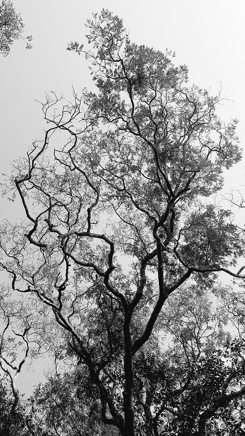 Tree, black and white, jungle, HD phone wallpaper