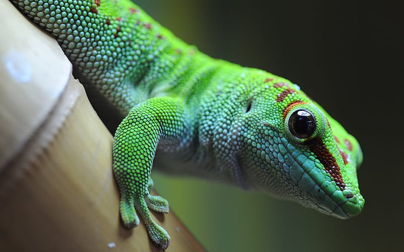 gecko, lizard, reptile, green lizard, HD wallpaper