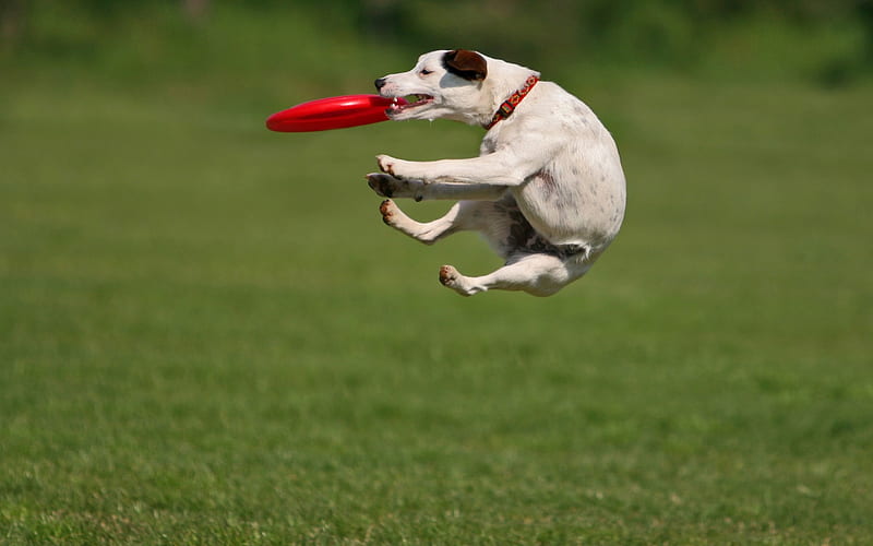 training a dog to catch, animals, dogs, HD wallpaper