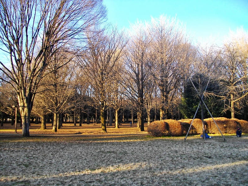 Yoyogi Park, autumn, japan, japanese, tokyo, nature, park, trees, yayogi, HD wallpaper