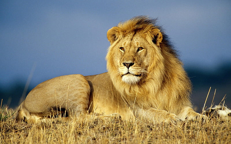 Majestic King, felines, big cat, wild, cats, lion, HD wallpaper
