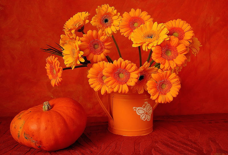 Orange still life, pretty, autumn, lovely, orange, background, vase, bonito, delicate, garberas, still life, nice, pumpkin, flowers, harmony, HD wallpaper