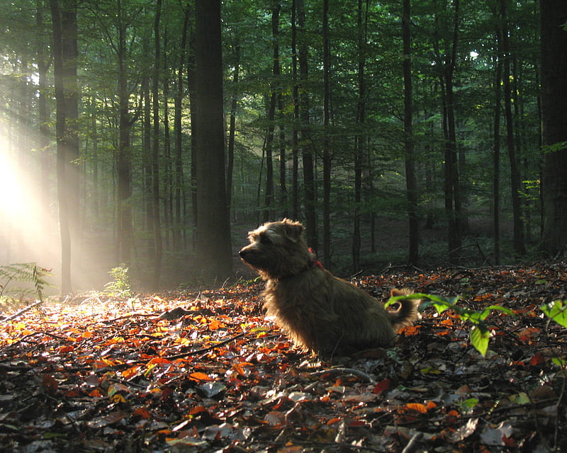 Sunlight on Norfolk Terrier, cute, forest, little, sunlight, norfolk terrier, animals, dogs, HD wallpaper
