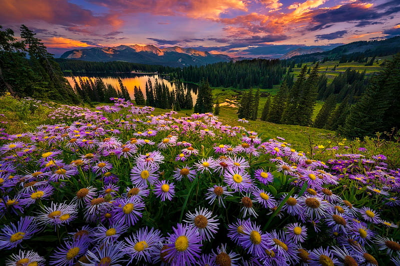 Purple asters at sunset, view, purple, wildflowers, bonito, sunset, asters, lake, sky, mountain, meadow, HD wallpaper