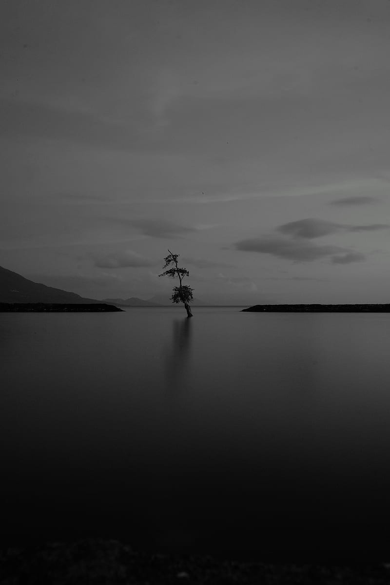 lake, tree, lonely, dark, gloomy, bw, HD phone wallpaper