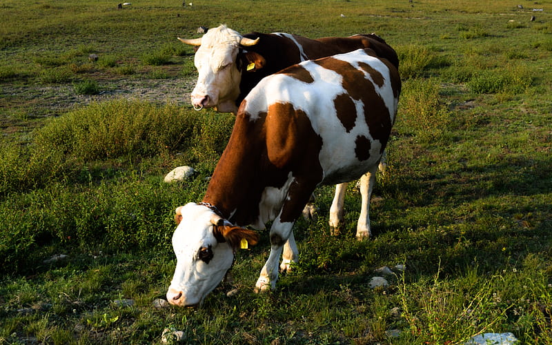 grazing cows, cow, grass, field, animal, HD wallpaper