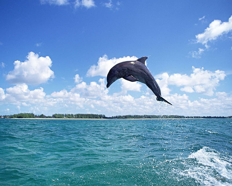 Dolphin fly, dolphin, HD wallpaper | Peakpx