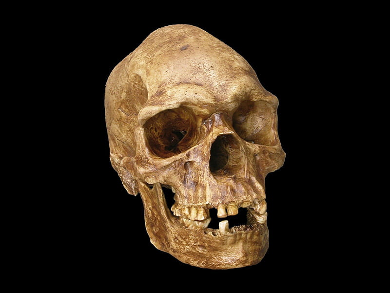 Homo Sapiens skull, homo sapiens, death, black, cool, reaper, gothic, neanderthal, dark, science, grim, prehistory, skull, prehistoire, HD wallpaper