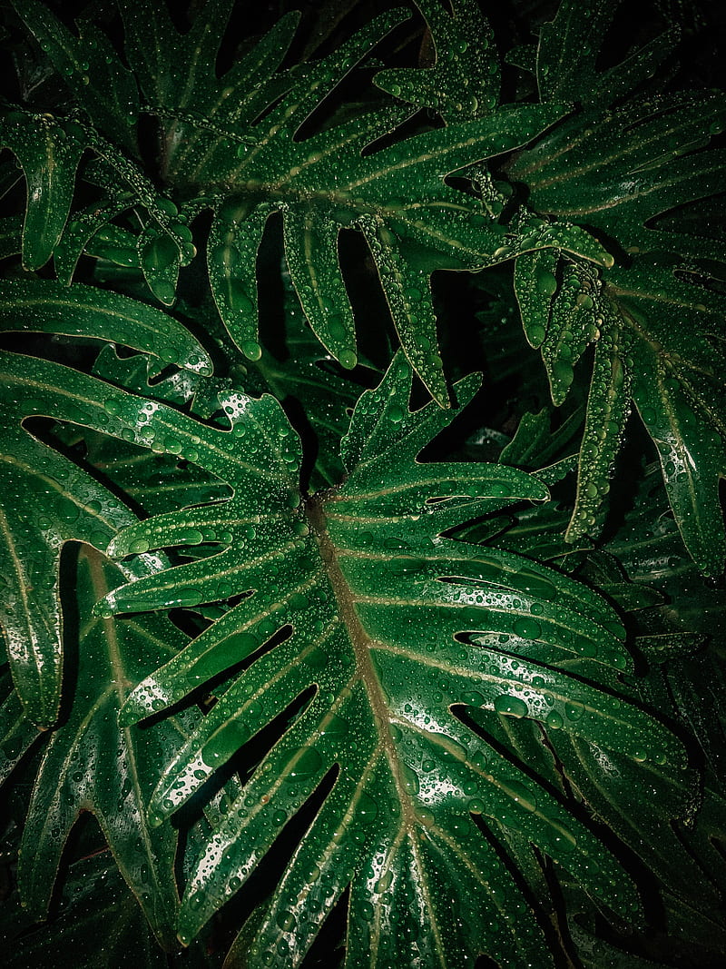 leaves, drops, moisture, green, wet, HD phone wallpaper