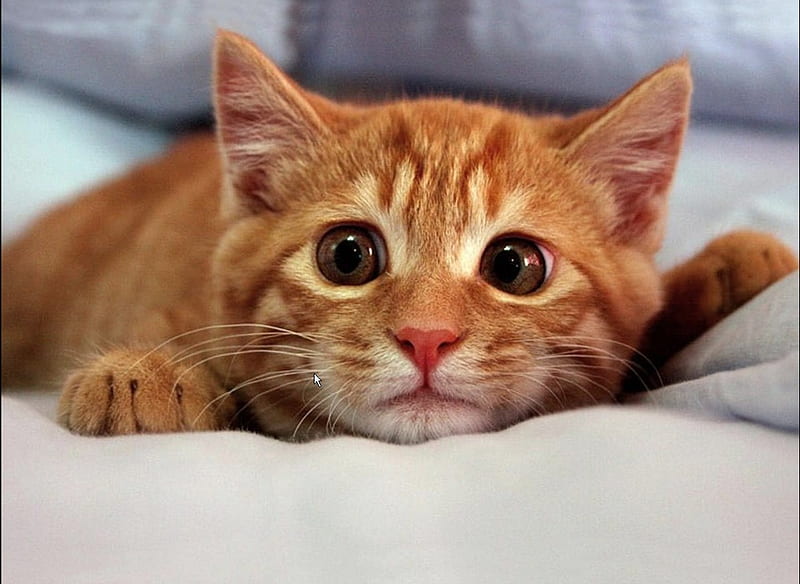 Cat's Eye's, comfy, golden, cat, bed, wide, cute, alert, big, pounce, eyes, HD wallpaper