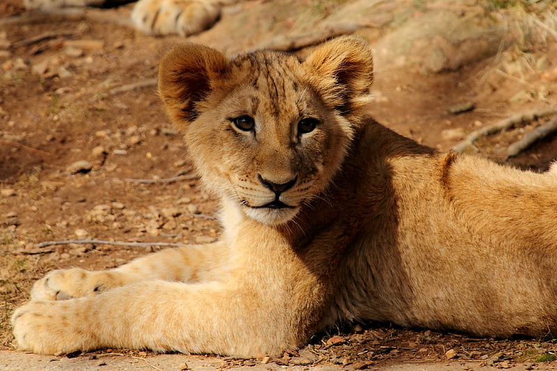 lion cub, lion, animal, wildlife, HD wallpaper