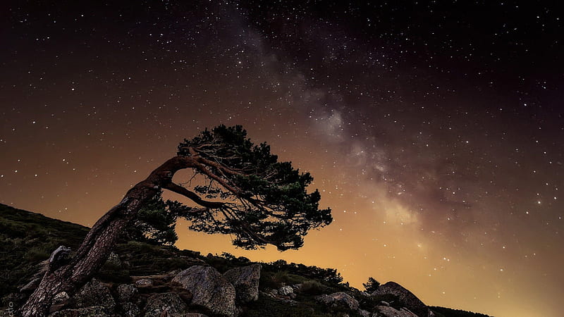 Starry Sky and Windswept Tree , Stars, Trees, Sky, Wind, Nature, HD wallpaper