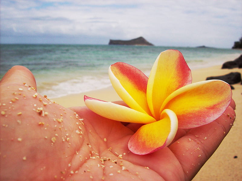 Hibiscus in Hand - Hawaii, exotic, hawaii, ocean, hibiscus, sea, beach, sand, hand, flower, tropical, hawaiian, HD wallpaper