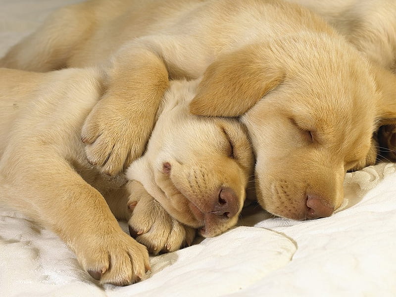 Dog hugs, cute, sleeping, dogs, hugs, HD wallpaper | Peakpx