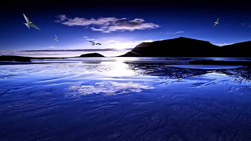 Seashore, dawn, sea birds, ocean, twilight, sky, sea, morning, reflection, gulls, light, blue, HD wallpaper