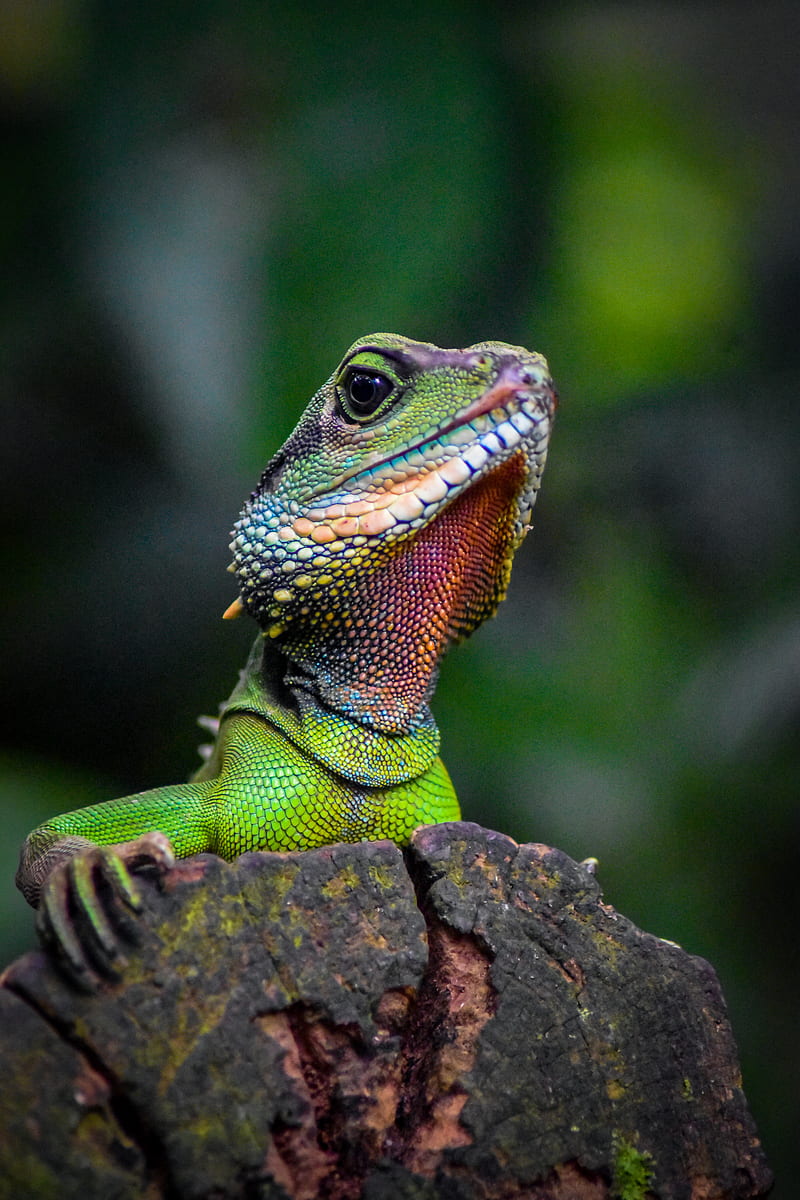 iguana, lizard, reptile, green, blur, HD phone wallpaper