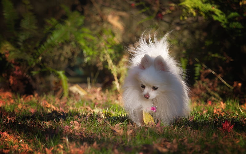 Pomeranian Spitz, lawn, cute animals, fluffy dog, pets, white Spitz, summer, dogs, Pomeranian, Spitz, HD wallpaper