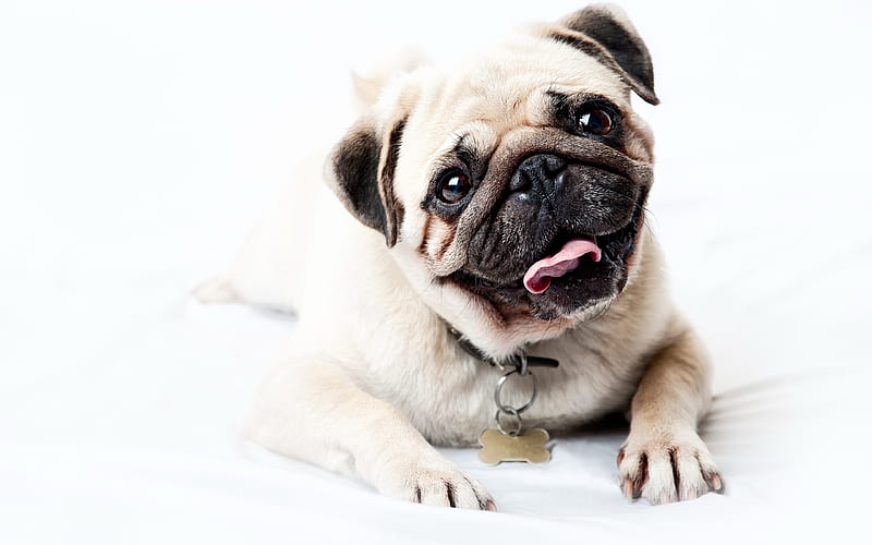 pug pets, cute animals, dogs, puppy, Canis lupus familiaris, HD wallpaper