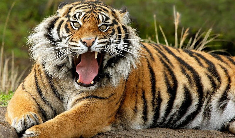 Huge-Tiger, mouth, tiger, eyes, huge, animals, HD wallpaper