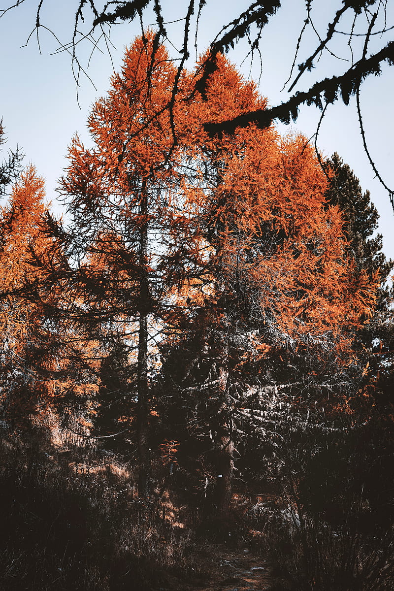 trees, pines, conifer, brown, nature, HD phone wallpaper