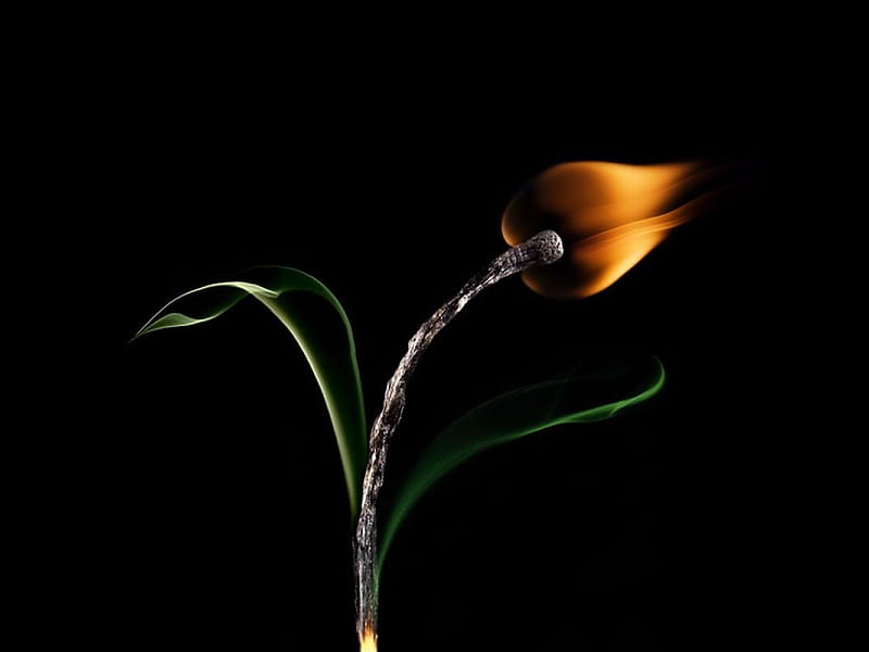 Flame Flower, flower, bonito, flame, HD wallpaper | Peakpx