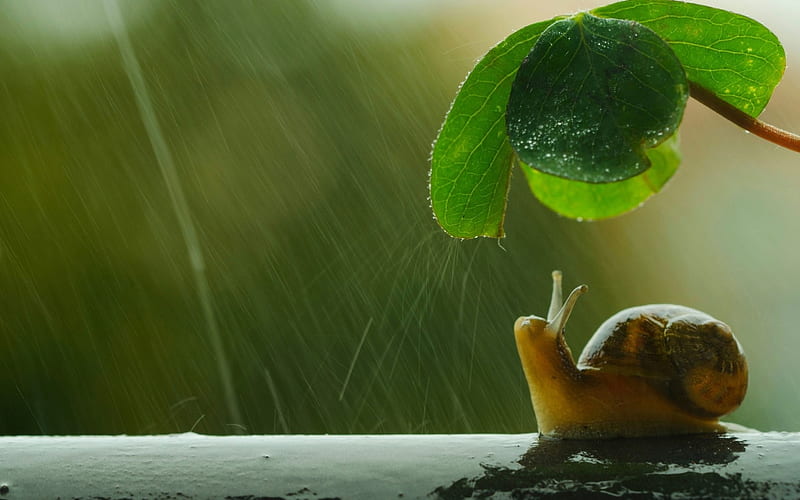 Snail under umbrella, cute, snail, green, macro, rain, leaf, HD wallpaper