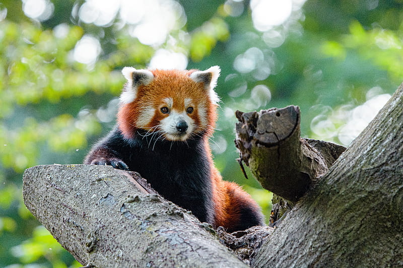 red panda, cute, panda, tree, HD wallpaper