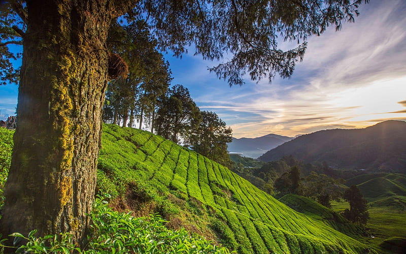 pahang, summer, hills, slope of mountain, tea plantations, malaysia, HD wallpaper