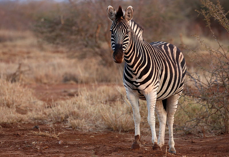 zebra, animal, wildlife, safari, HD wallpaper