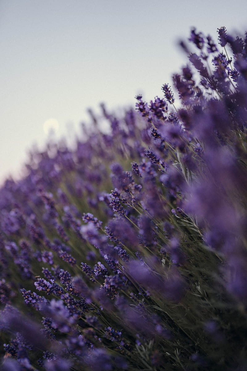 lavender, flowers, wildflowers, purple, HD phone wallpaper