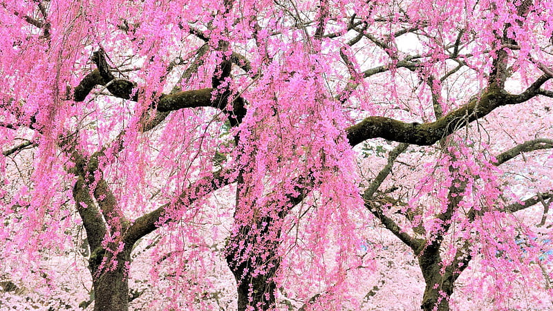 Beautiful Pink Spring Cherry Blossom Flowers Tree Branches Flowers, HD ...