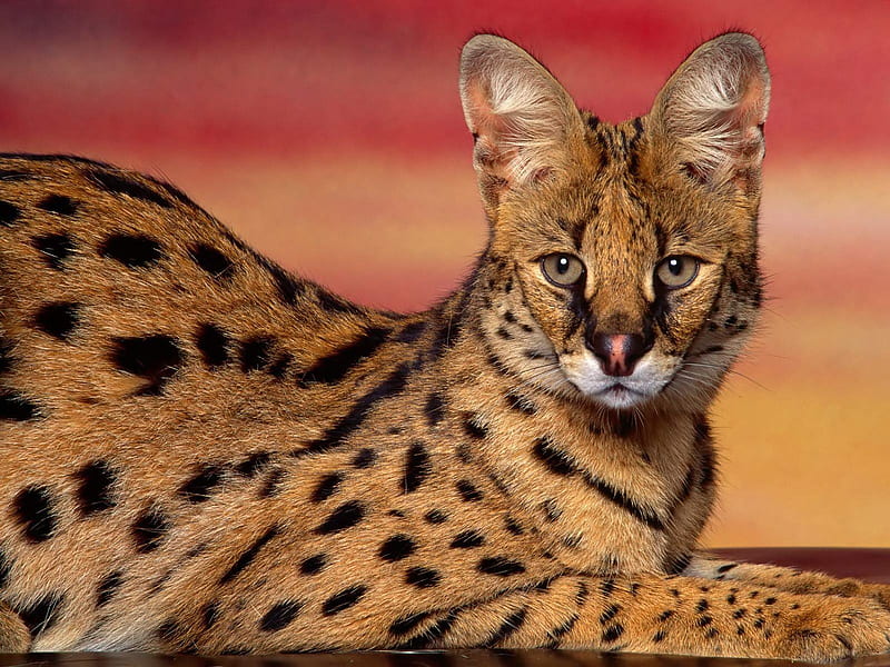 Serval, Wildlife, Wild Cats, Wild Cat Species, HD wallpaper
