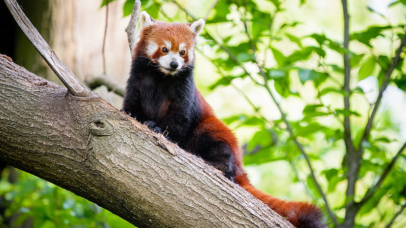 Red And Black Panda Is Sitting In Tree Branch Animals, HD wallpaper ...