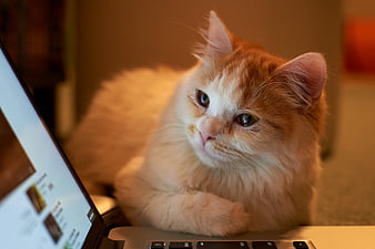 Mèo trên máy tính: Bạn có tin rằng một chú mèo cũng có thể trở thành người bạn thân thiết trên máy tính của bạn? Nhấn vào ảnh và khám phá những hình ảnh đáng yêu của những chú mèo trên máy tính. 
