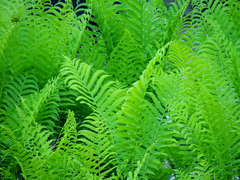 Forest Ferns, Ferns, Forest, Summer, graphy, Nature, HD wallpaper | Peakpx